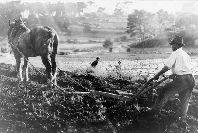 Récolte de génération en génération en Provence